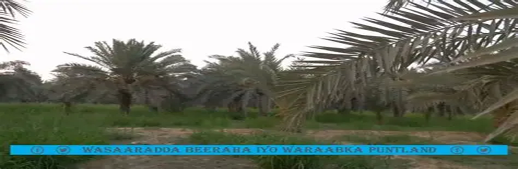 Project to develop the Puntland Agricultural Land Regulation